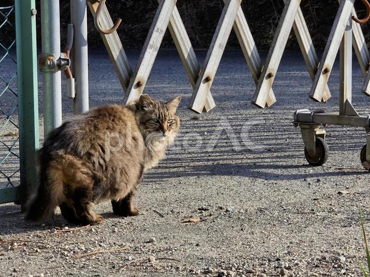 自然の中の地域猫 猫,ネコ,地域猫の写真素材