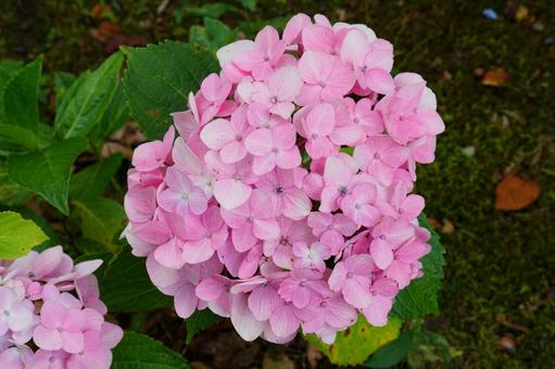 紫陽花 紫陽花の写真