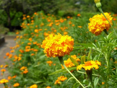 公園の花壇に咲くマリーゴールド マリーゴールド,花,植物の写真素材