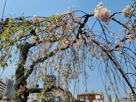 美しいしだれ桜 美しいしだれ桜の写真