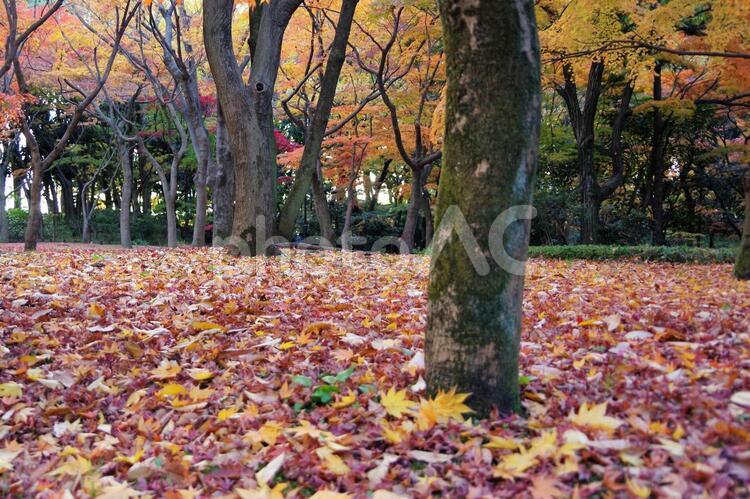 北の丸公園の風景 北の丸公園,もみじ,絨毯の写真素材