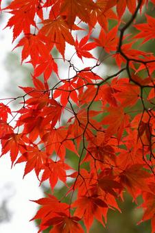 真赤なモミジ 真赤なモミジ 紅葉,もみじ,真赤の写真素材