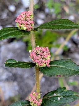 花 植物 花 植物の写真
