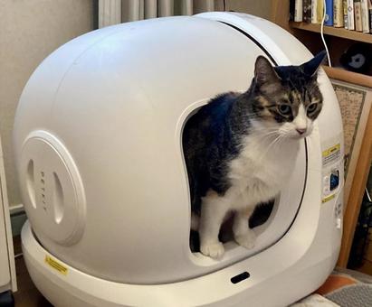 ふんばるりんちゃん ふんばるりんちゃん ネコ,ニャンコ,三毛猫の写真素材