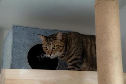 キャットタワーの猫 キャットタワーの猫 猫,キジトラ,キャットタワーの写真素材