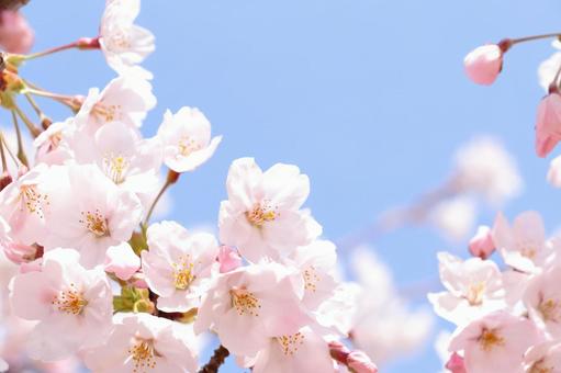 サクラの花 春の訪れ サクラの花 春の訪れの写真