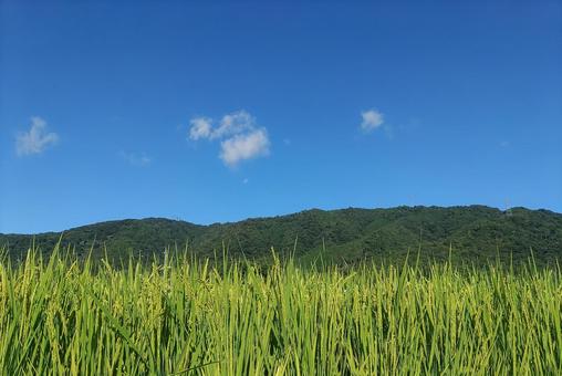 青空と山と稲穂 青空と山と稲穂 稲穂,青い稲穂,稲の写真素材