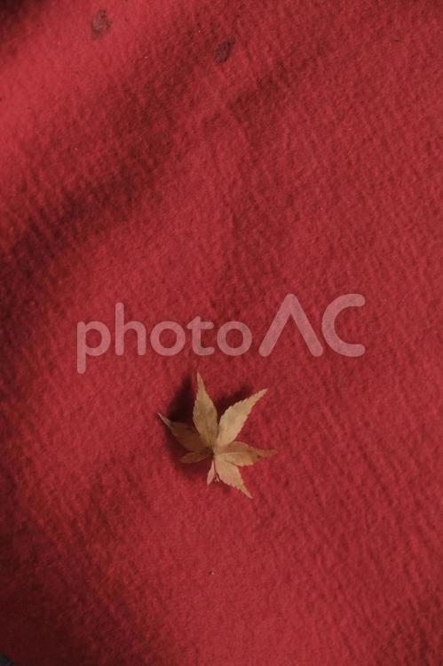 一枚の秋 紅葉,もみじ,葉の写真素材