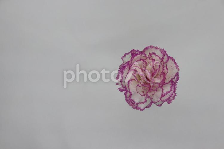 カーネーション　母の日　花 カーネーション,一輪,花の写真素材