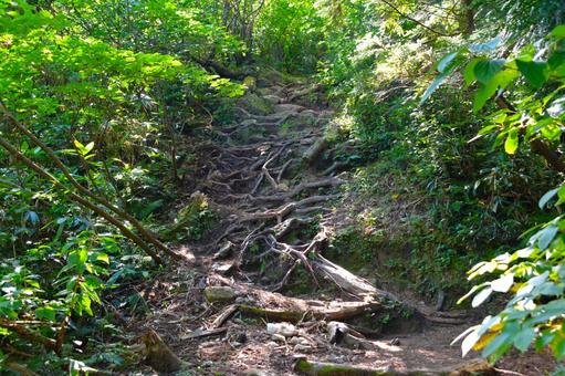 剱岳・早月尾根の樹林帯の登山道 剱岳・早月尾根の樹林帯の登山道 剱岳,登山道,トレイルの写真素材