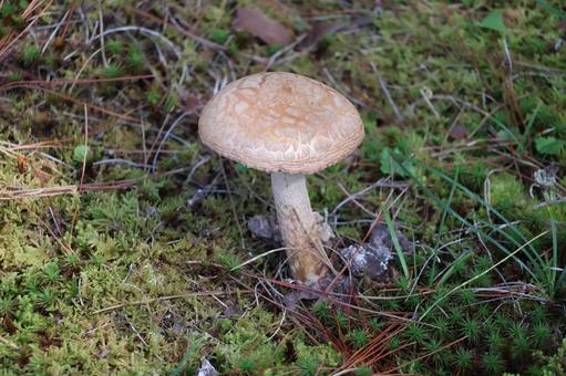 土に生える野生のきのこのアップ 土,生える,野生の写真素材