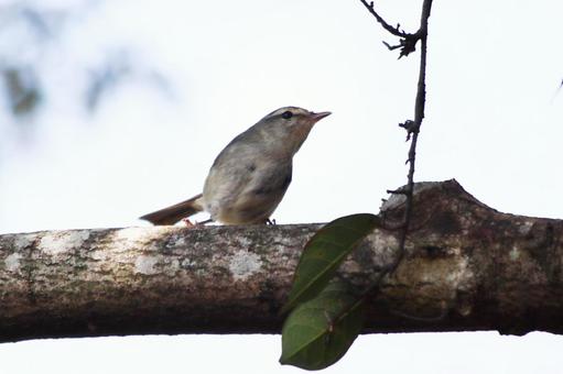 枝にとまる野鳥のウグイス 鳥,ウグイス,自然の写真素材