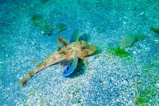 城ヶ島 回遊するホウボウ 城ヶ島 回遊するホウボウ スキューバーダイビング,ダイビング,ホウボウの写真素材