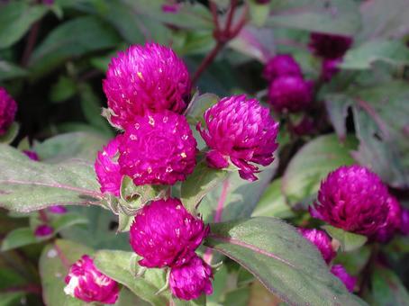 Photo, thousands of red, it's beautiful, a flower, 