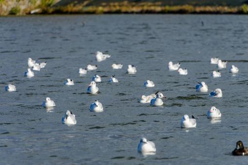 水面のユリカモメたちの穏やかなひととき 水面のユリカモメたちの穏やかなひとときの写真