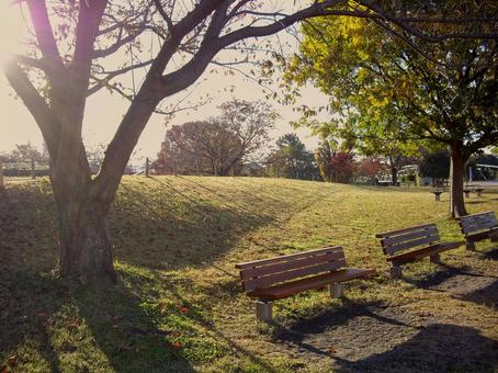 夕陽差し込む秋の公園とベンチの風景 公園,風景,秋の写真素材