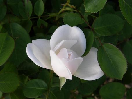 White Rose, JPG