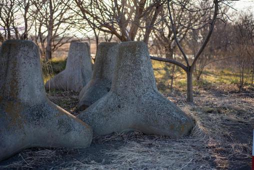 枯れ木と消波ブロックの風景 消波ブロック,コンクリート,テトラポッドの写真素材