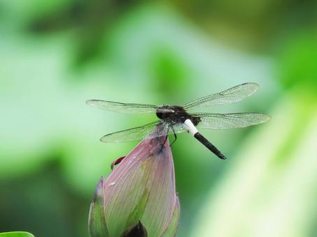 蓮の蕾にとまるコシアキトンボ 蓮の蕾にとまるコシアキトンボ トンボ,虫,昆虫の写真素材