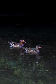 オシドリ オシドリ,鳥,野鳥の写真素材