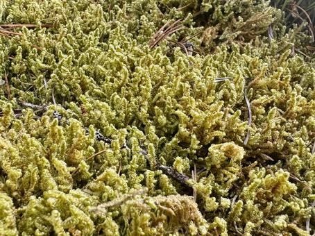 苔のイメージ素材 苔のイメージ素材の写真