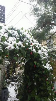 Hozuki and Snow, JPG Hozuki and Snow, JPG