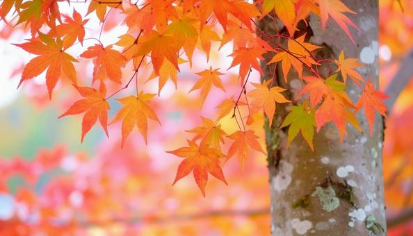 色彩豊かなモミジと幹のアップ 秋の紅葉 色彩豊かなモミジと幹のアップ 秋の紅葉の写真