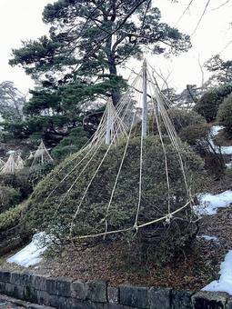 東北の冬の雪囲い 冬囲い 東北の冬の雪囲い 冬囲いの写真