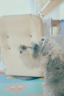 ミニチュアシュナウザー 犬,ペット,動物の写真素材