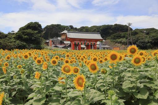 広大なひまわり畑と満願寺 広大なひまわり畑と満願寺 補陀洛山満願寺,ひまわり畑,向日葵の写真素材