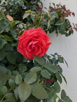 1輪のバラの写真