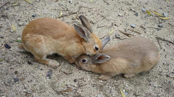 仲良しうさぎたち 仲良しうさぎたち うさぎ,大久野島,動物の写真素材