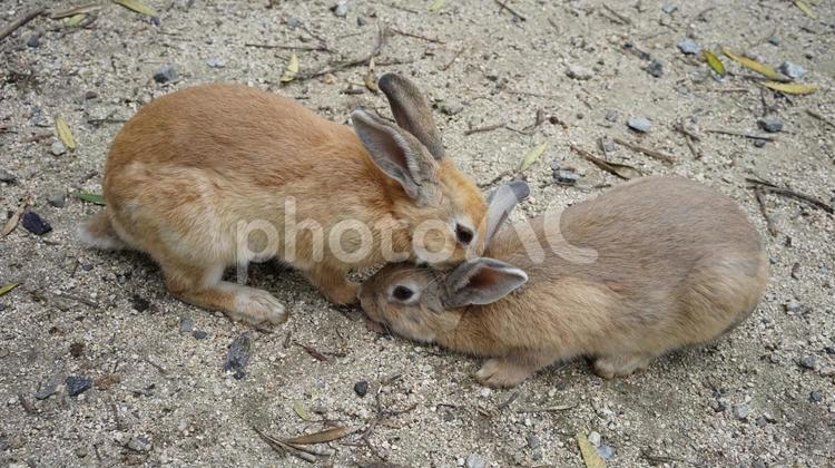 仲良しうさぎたち うさぎ,大久野島,動物の写真素材