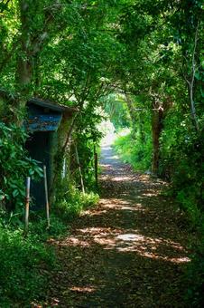 木のトンネル 山道,道と木,木の写真素材