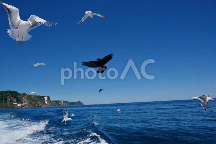 【北海道】観光クルーズ船（積丹） 北海道,積丹半島,積丹の写真素材