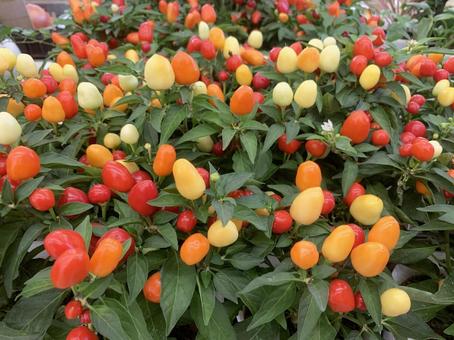 トウガラシ トウガラシ トウガラシ,花,ガーデンの写真素材