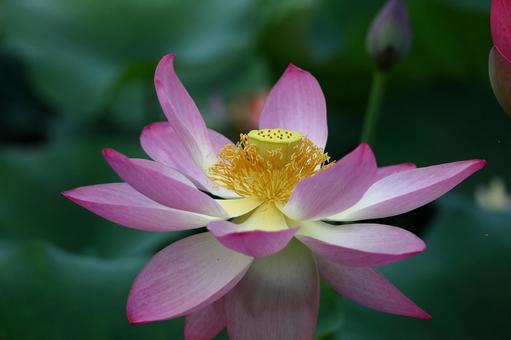 神聖な花 神聖な花 ハス,花,ハス科の植物の写真素材