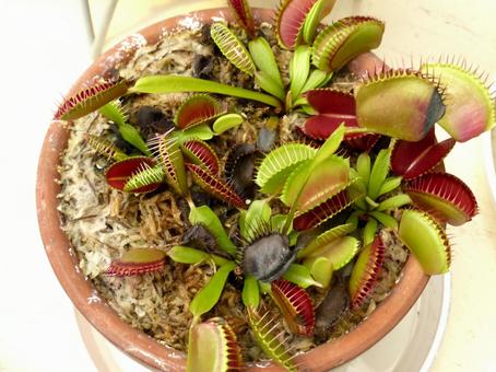 食虫植物展・鉢植えのハエトリグサ ハエトリグサ,ハエトリソウ,ハエジゴクの写真素材