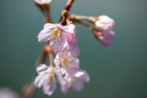 桜 桜の写真