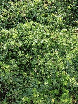 葉っぱ44の写真