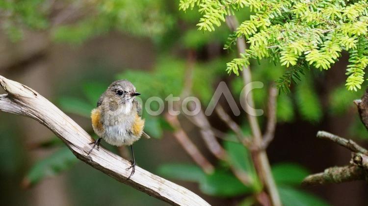 枝の上のルリビタキのメス 野鳥,バードウォッチング,小鳥の写真素材