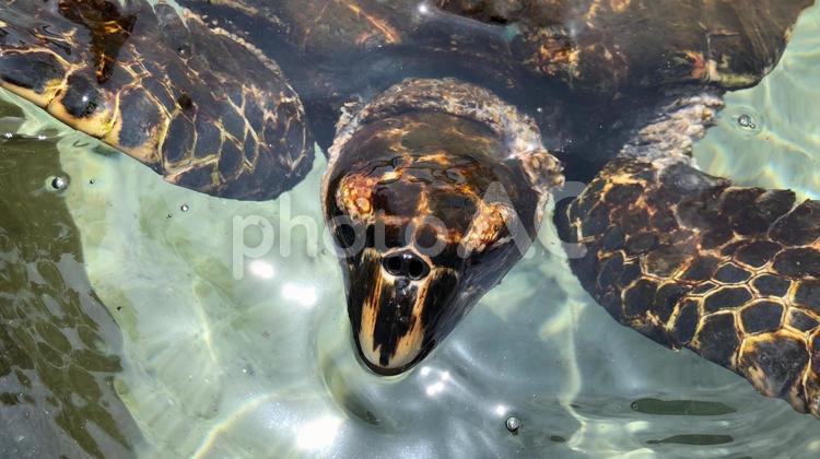ウミガメの水族館 石垣島,沖縄,八重山の写真素材