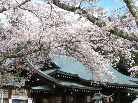 茨城県護国神社の桜 茨城県護国神社の桜の写真