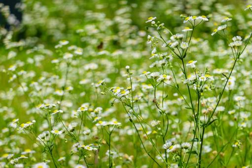 野に咲くヒメジョオンの群生 野に咲くヒメジョオンの群生 ヒメジョオン,花,花びらの写真素材