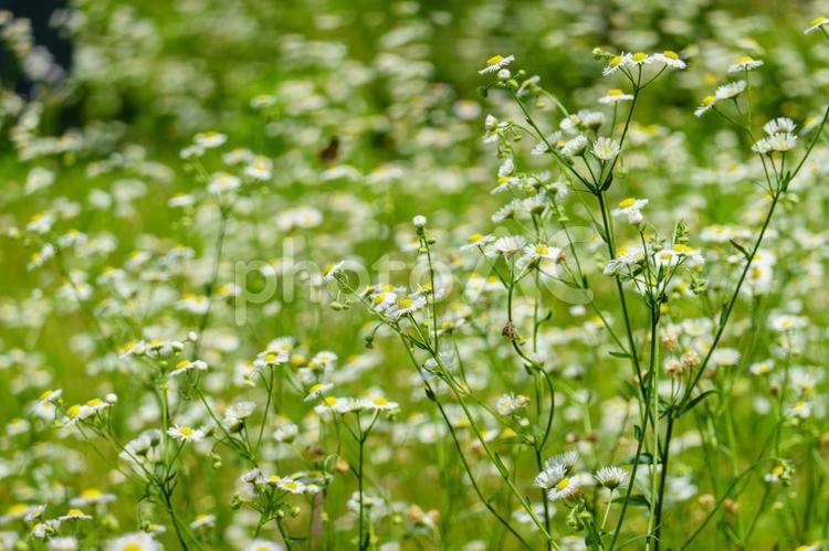野に咲くヒメジョオンの群生 ヒメジョオン,花,花びらの写真素材