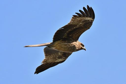 Black Kite, JPG