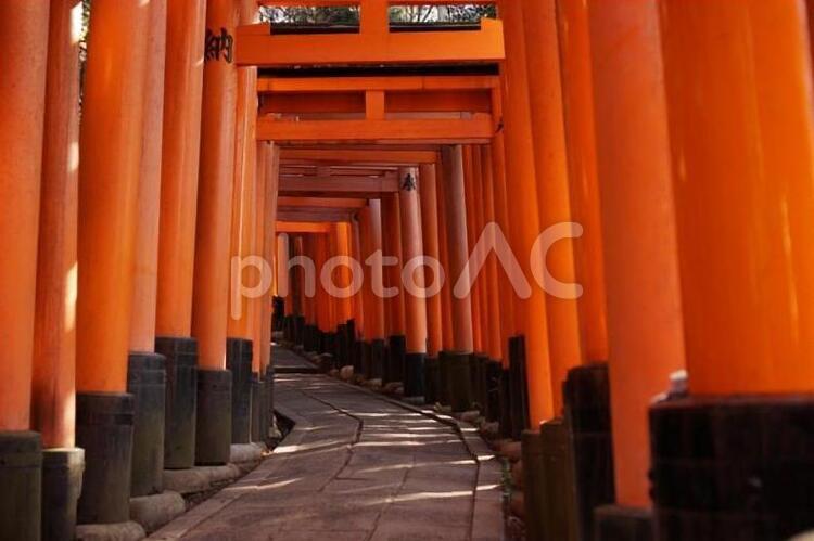 伏見稲荷の鳥居 京都,伏見稲荷,神社の写真素材