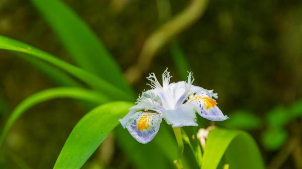 日陰に咲くシャガの花 日陰に咲くシャガの花の写真