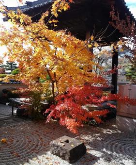 紅葉 紅葉の写真