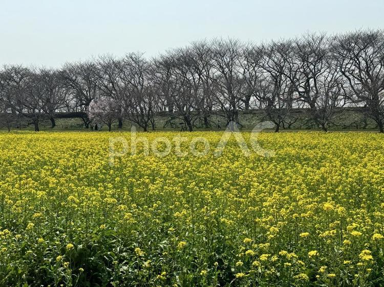 菜の花畑　権現堂 権現堂,菜の花,青空の写真素材